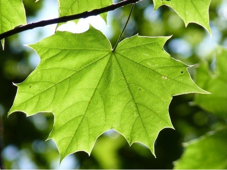 Poznań/Na targach Pol-Eco System wystawa promująca auta na gaz ziemny